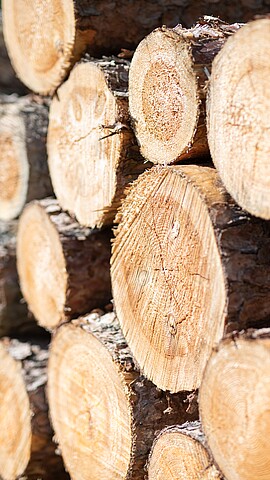 Holz als Baustoff