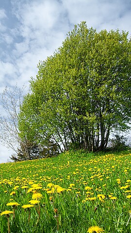 Field with yellow dandelions and blue sky